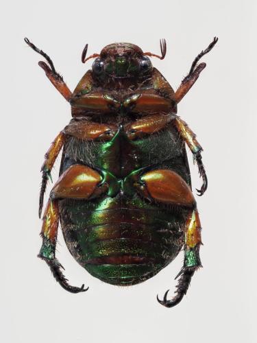 Réf. 327 387 : Mimela chrysoprasa